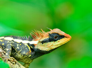 Greater spiny lizard, black faced lizard, masked spiny lizard, tree lizard, acanthosaura crucigera boulenger, with red color on its face