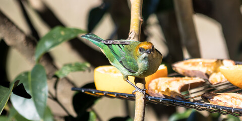 Ave verde pousada no galho da árvore