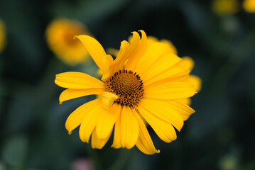Yellow Flower With Petals in thw wind