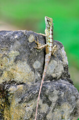 Green crested lizard, Boulenger Long headed Lizard, Pseudocalotes microlepis, perching on rock on blur green background