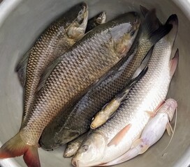 fresh fish on the market