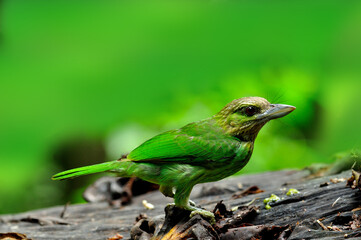 Green-eared Barbet