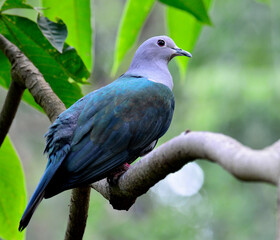 Green Imperial Pigeon, Ducula aenea, bird
