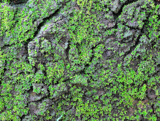 Green mossy rock with nice cracked surface patterns
