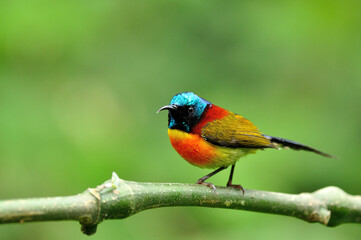 Green-tailed Sunbird