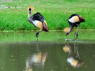 Grey Crowned Crane, Balearica Regulorum, standing in the water together