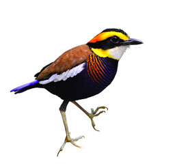 Handsome Banded Pitta standing on isolated white background, bird