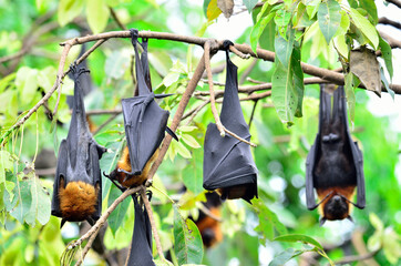Hanging flying fox on sleeping on tree branch with head up side down
