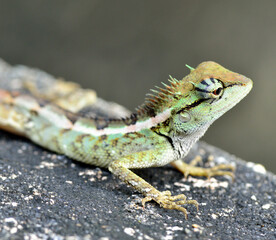 Head closeup of Green crested lizard, Boulenger Long headed Lizard, Pseudocalotes microlepis