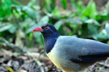 head shot of Coral-billed Ground Cuckoo