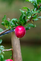 Red plum fruits on a branch with green leaves growing in the garden.