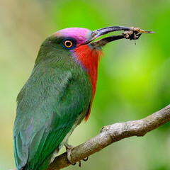 Head shot of Red-bearded Bee-eater carrying insect for its chicks in the nest, Nyctyornis amictus, bird of Thailand