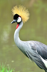 Head shot of Grey Crowned Crane; Balearica Regulorum, showing its golden crown