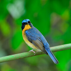 Hill Blue Flycatcher, cyornis banyumas, perching on the branch with details from head to tow and turn his face around