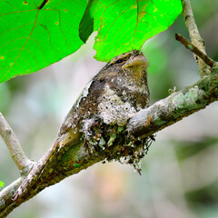 Javan Frogmouth, batrachostomus javensis, hatching eggs on the nest with sleeping moment, bird, night bird,