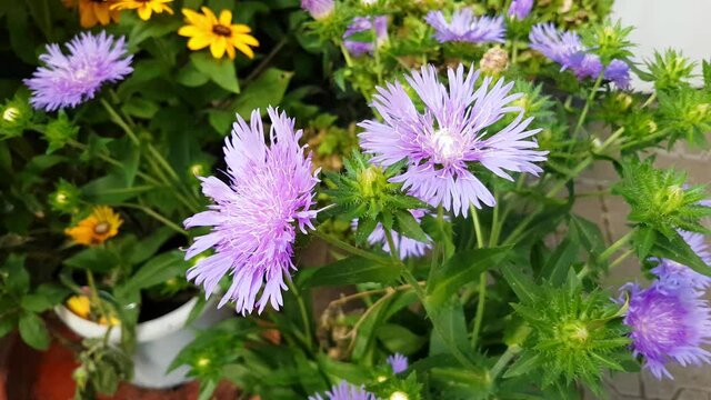 Close up of Stokes aster, also called Stokesia laevis or Kornblumenaster
