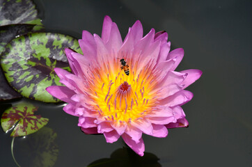 Lotus flower or waterlity with bee inside
