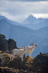 Dall Sheep, Brooks Range, Alaska