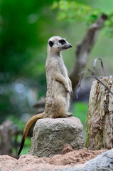 Naklejka na ściany i meble Lovely Meerkat or Meercat standing upright keep watching for enemy