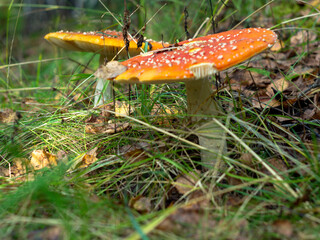 red toadstools in a Sunny clearing. the autumn woods. mushrooms.