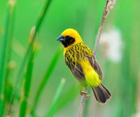 Male Asian Golden Weaver on breeding plumage bird (Ploceus hypoxanthus) with green background