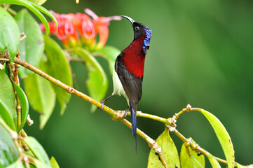 Black-throated Sunbird