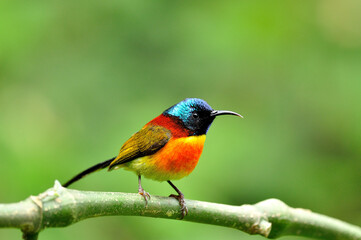 Green-tailed Sunbird