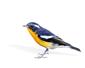 Male of Mugimaki Flycatcher yellow belly bird (Ficedula mugimaki) isolated on white background