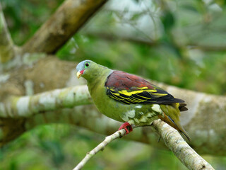 Male of Thick-billed green Pigeon (treron curvirostra) thick bill green pigeon perching on fig tree