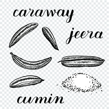 Caraway seeds. Vector illustration of spices. Caraway, jeera, cumin powder. Black and white on a transparent background. Coloring book