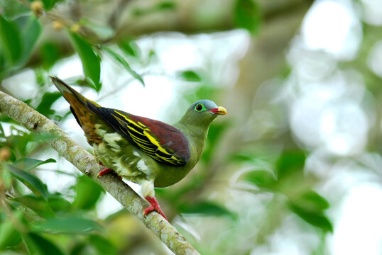 Male of Thick-billed green Pigeon (treron curvirostra) thick bill green pigeon on ripe fig fruit tree