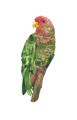 Watercolor green parrot on white background