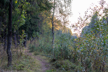 autumn in the forest with path and evening sun light