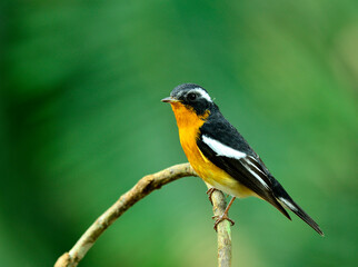 Fototapeta premium Mugimaki Flycatcher yellow belly bird (Ficedula mugimaki) with beautiful green background