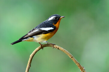 Obraz premium Cute Mugimaki Flycatcher on the branch with very details, bird