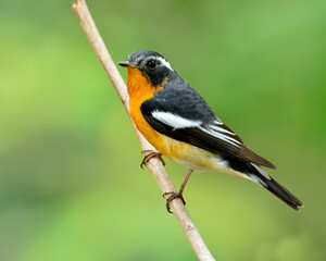 Mugimaki Flycatcher, yellow belly bird (Ficedula mugimaki) perching on branch witn clear green background