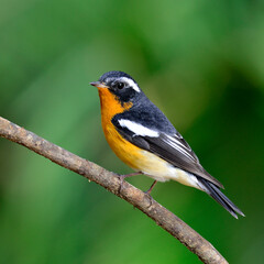 Mugimaki Flycatcher, yellow belly bird (Ficedula mugimaki)