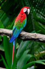 Nice back profile of Green-winged Macaw perching on the branch