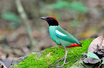 Nice pose of Hooded Pitta on mossy rock