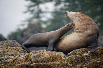 Steller Sea Lions Fighting, Alaska