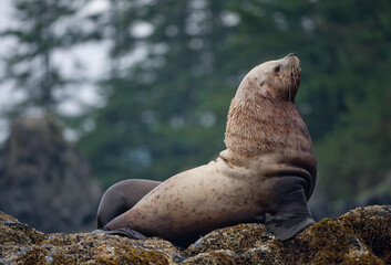 Fototapeta premium Steller Sea Lion, Alaska