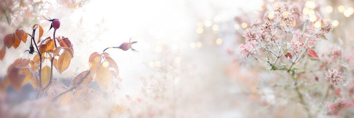 Rose hips and leaves in the autumn frost. Gray fog with tender golden bokeh. Natural landscape in...