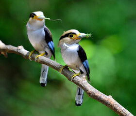 Nice Pair of Silver-breasted Broadbill, parenthood, Serilphus lunatus, posting on the branch with great details, bird