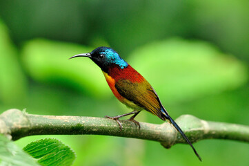 Green-tailed Sunbird