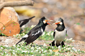 Asian Pied Starling