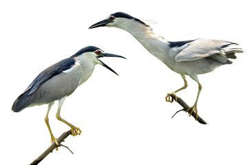 Pair of Black-crowned Night Heron on isolated white background, nycticorax, bird