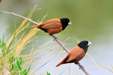 Pair of Black-headed Munia on the branch with clear green background while breeding