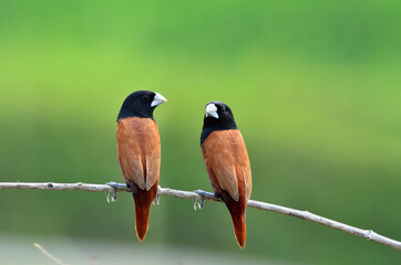 Pair of Black-headed Munia on the branch with clear green background