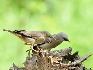 Pair of Chestnut-tailed Starling birds (Sturnus malabaricus)