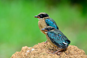 Juvenile of Blue-winged Pitta